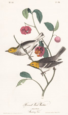 Hermit Wood Warbler plate 93