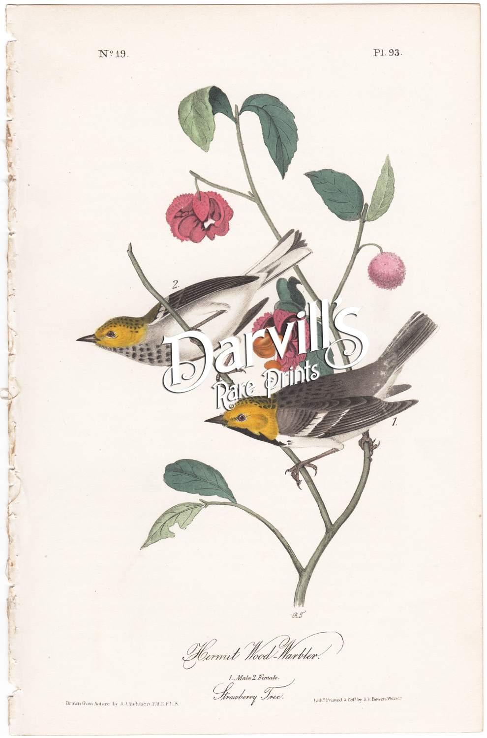 Hermit Wood Warbler plate 93 Strawberry Tree