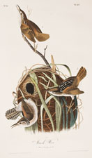 Marsh Wren