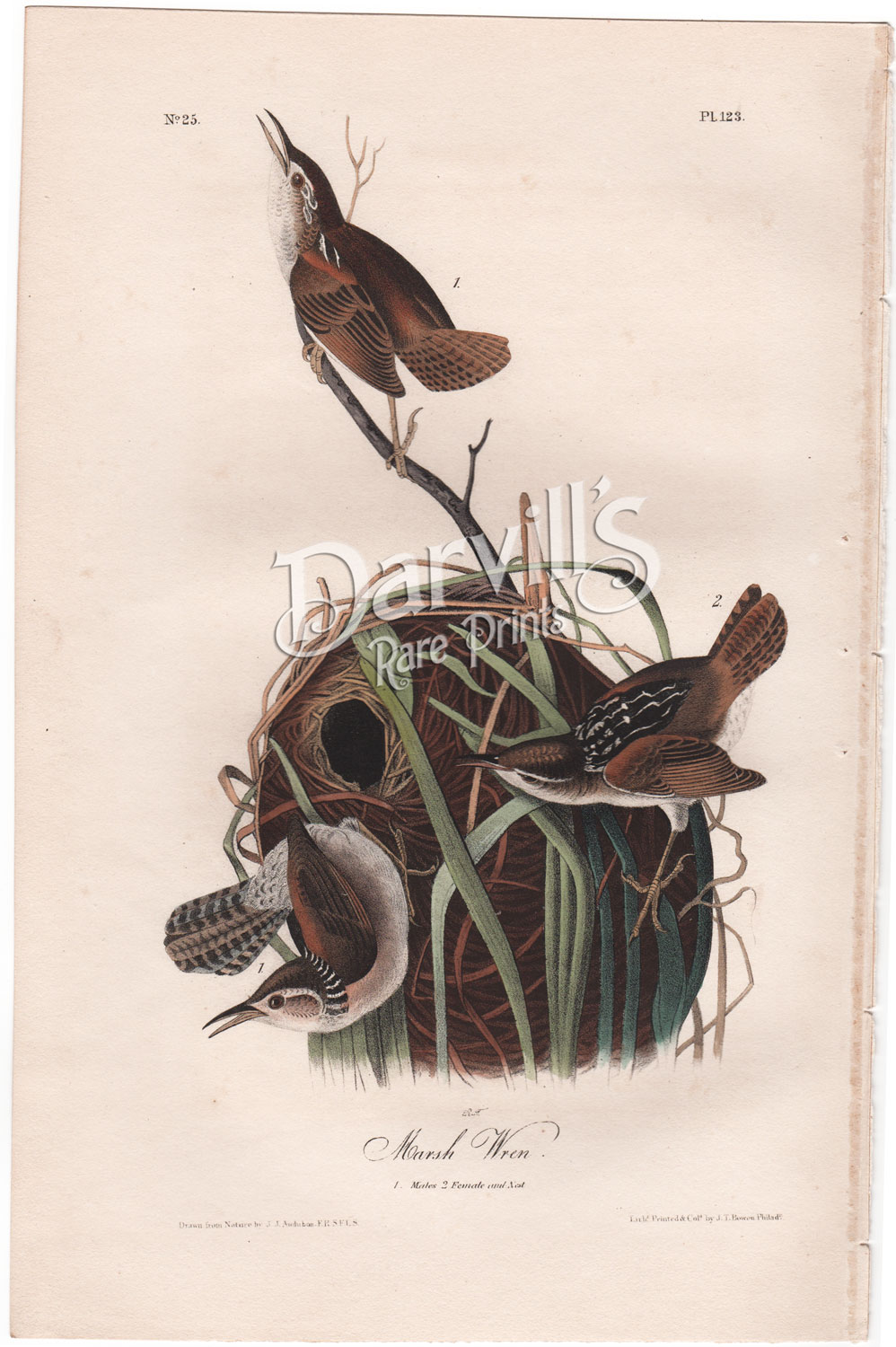 Marsh Wren plate 123