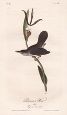 Parkman's Wren, plate 122