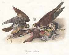 Peregrine Falcon