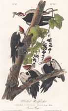 Pileated Woodpecker