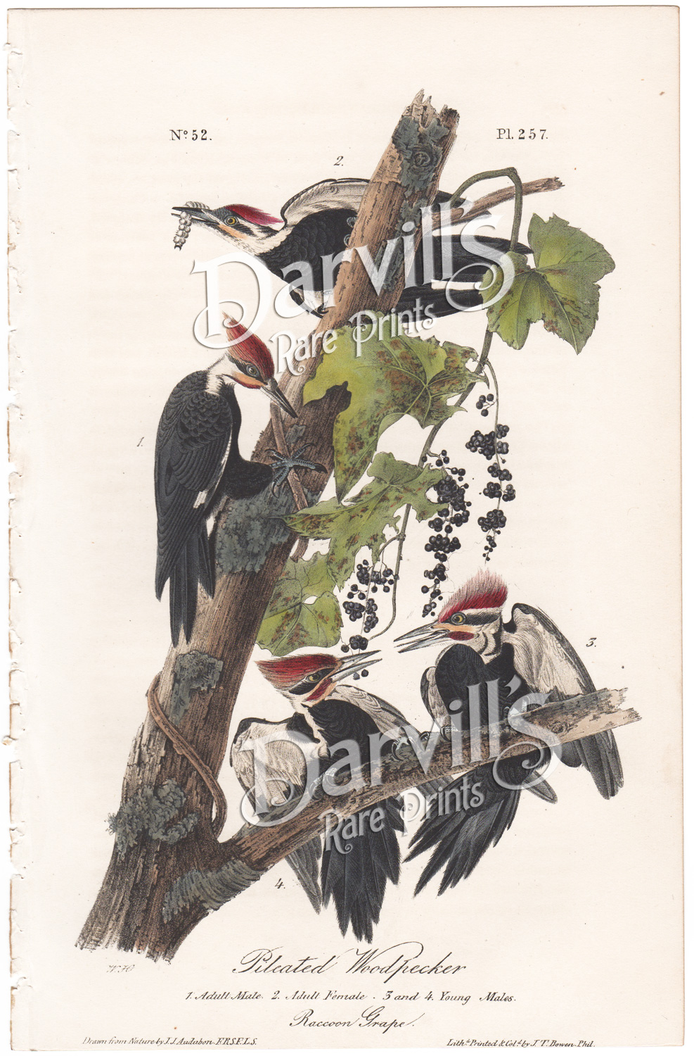 Pileated Woodpecker, plate 257