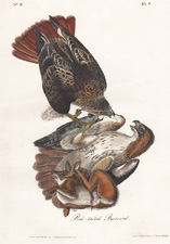 Red-tailed Buzzard (Hawk)