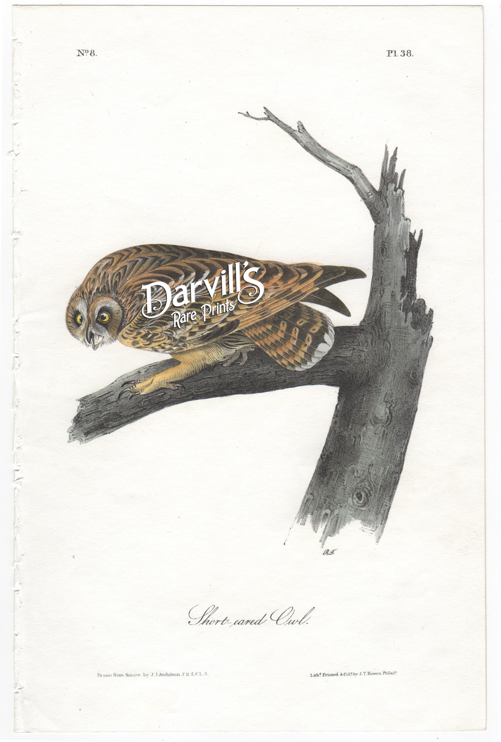 Short-eared Owl Plate 38 first edition