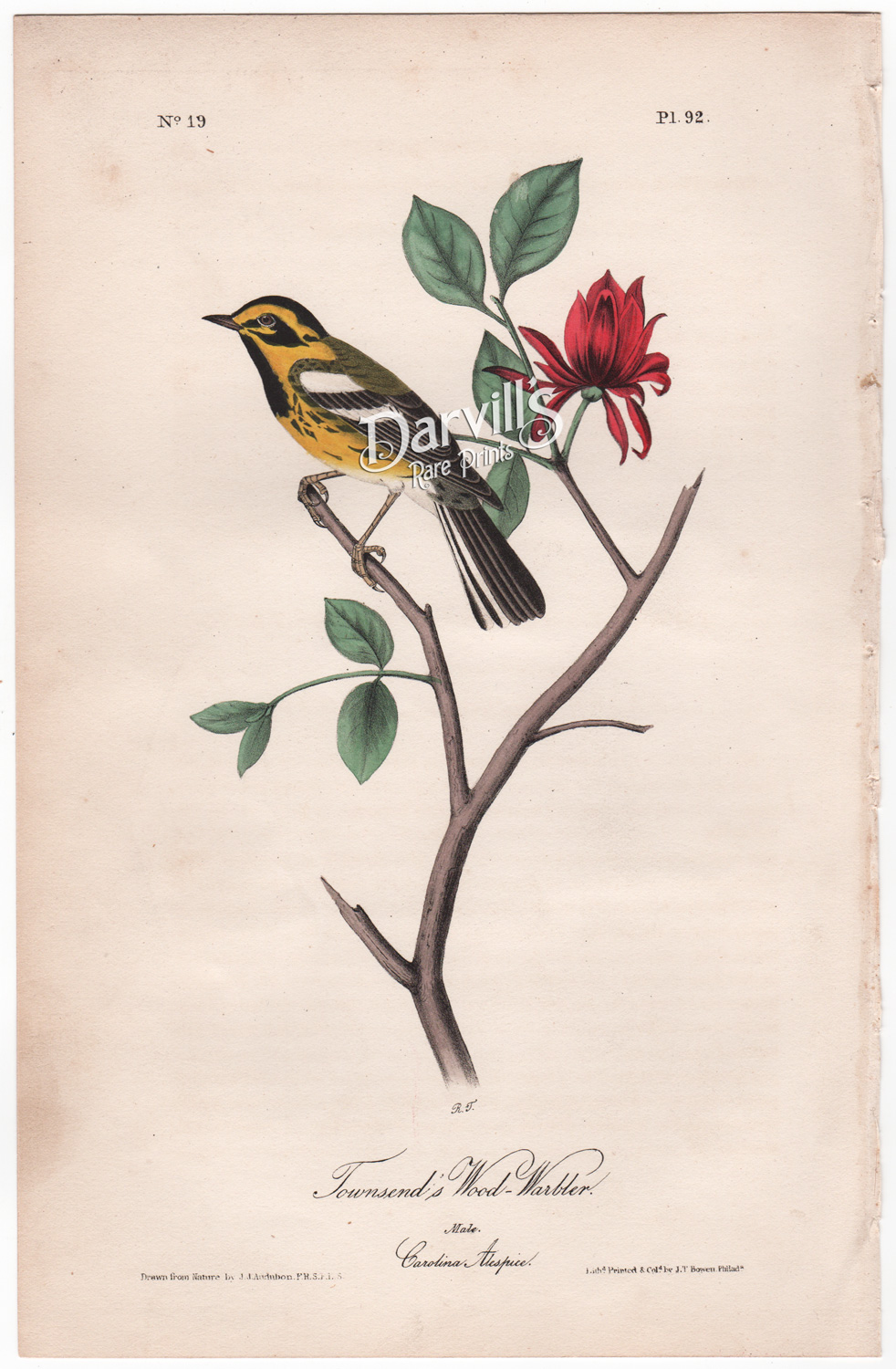 Audubon Townsend's Wood Warbler plate 92 first edition Carolina Allspice