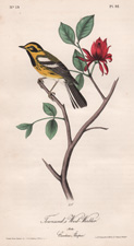 Hermit Wood Warbler plate 93