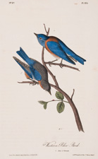 Western Bluebird