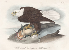 White-headed Sea Eagle or Bald Eagle
