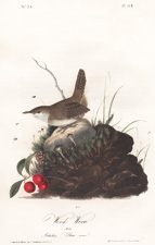 Wood Wren, plate 119