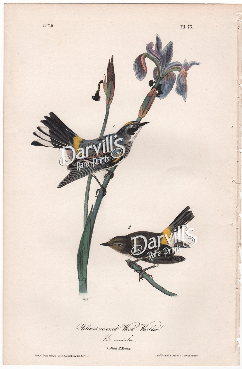 Audubon Yellow-crowned Wood-Warbler plate 76