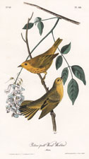 Blackburnian Wood Warbler
