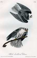 Black-shouldered Hawk