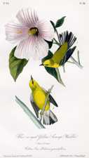 Blue-winged Yellow Swamp Warbler