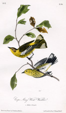 Cape May Wood Warbler