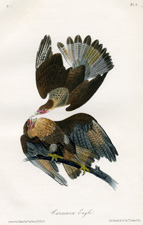 Caracara Eagle
