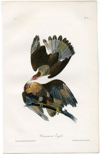 Original Audubon (Audobon) first edition royal octavo prints