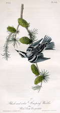 Black and white Creeping Warbler