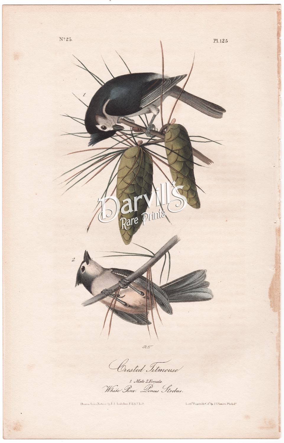 Crested Titmouse plate 125
