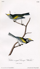 Golden-winged Swamp Warbler