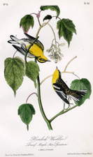 Hemlock Warbler