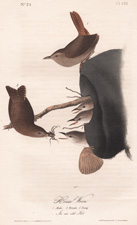 House Wren, plate 120