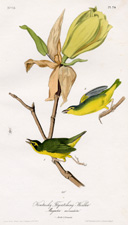 Kentucky Flycatching Warbler