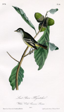 Least Pewee Flycatcher 