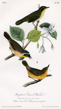 Maryland Ground Warbler