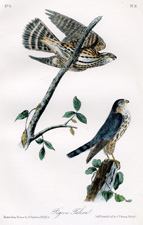 Pigeon Falcon