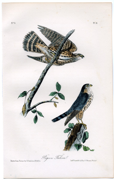 【リトグラフ】オーデュボン「アメリカの鳥類」NO.9 PL.44 単葉 初版 fit=scale-down,w=1200