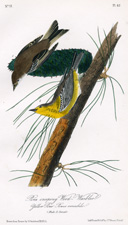 Pine creeping Wood Warbler 