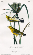 Prairie Wood Warbler