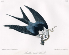 Swallow-tailed Hawk