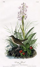 Tawny Thrush