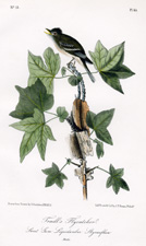 Traill's Flycatcher