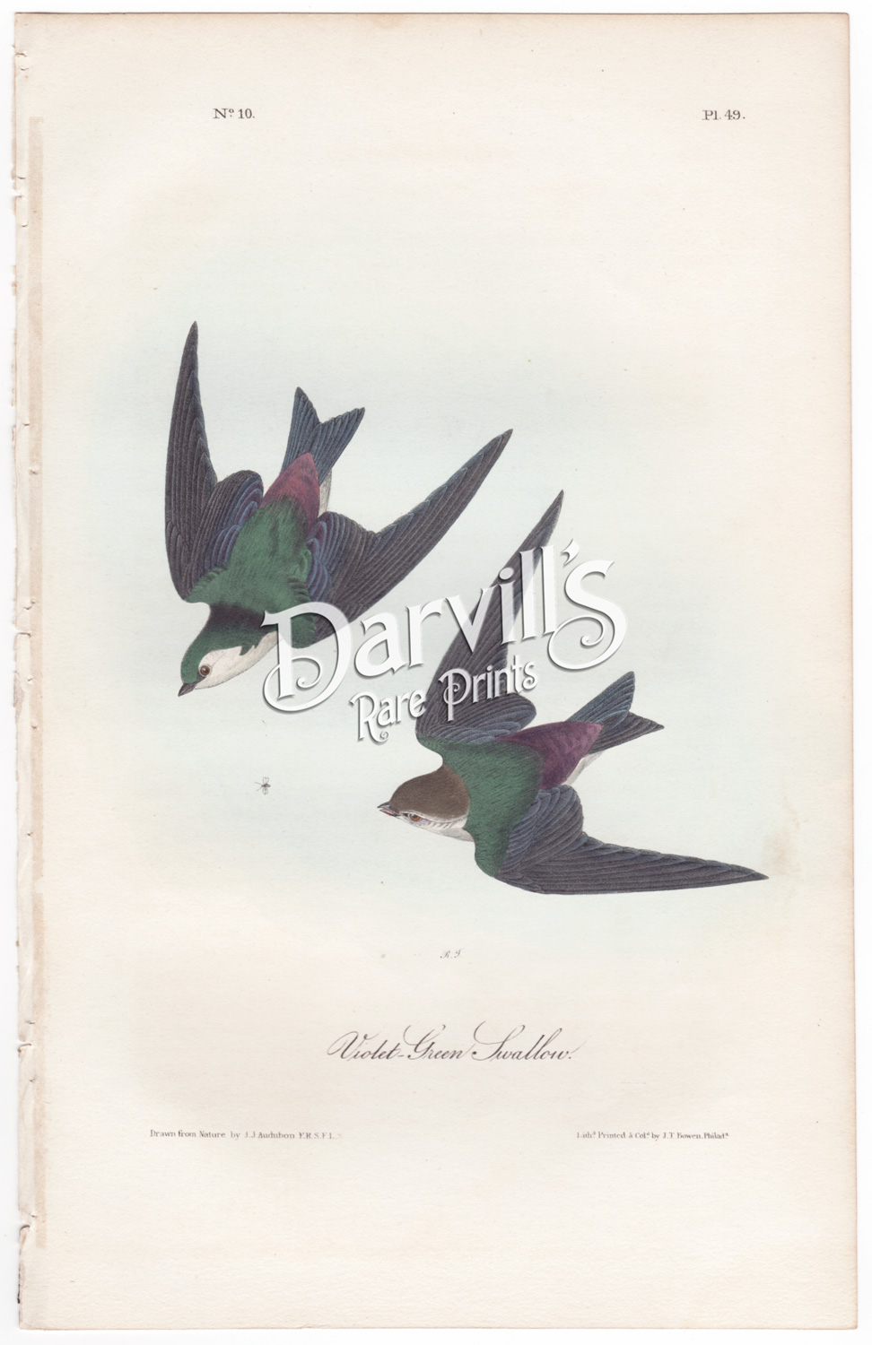 Violet-Green Swallow