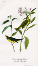 Wilson's Flycatching Warbler