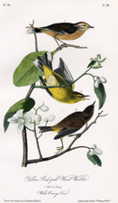 Yellow Red-poll Wood Warbler