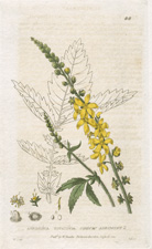 Common Agrimony