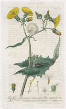 Common Sow-Thistle