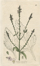 Common Vervain