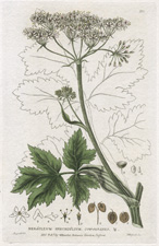 Cow Parsnip