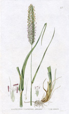 Meadow Fox-Tail Grass