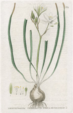 Star of Bethlehem