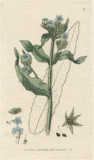 Wild Bugloss