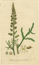 Wild Mignonette