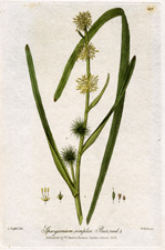 Bur-reed