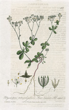 Four-leaved All-Seed